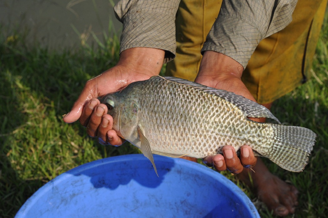  Freshwater-farmed fish