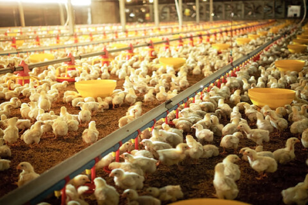 Poultry